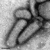 Mikroskopbild på den nya influensan A(H1N1) även kallad svininfluensa.